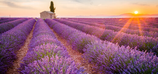 Rundreise Provence: Höhepunkte zur Lavendelblüte 2022 | Erlebnisrundreisen.de