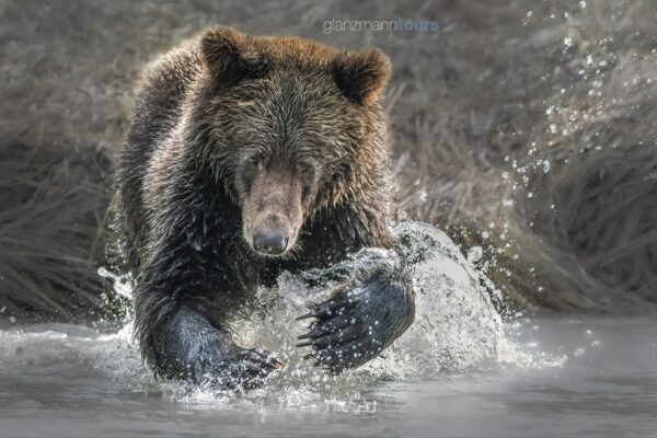 Grizzly beim Lachsfang