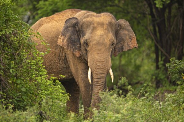 Elefant im Kaudulla-Nationalpark