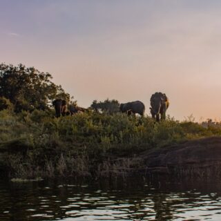 Elefanten Gal Oya 2021 | Erlebnisrundreisen.de