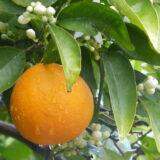 Orange am Baum - Heidi Gagelmann