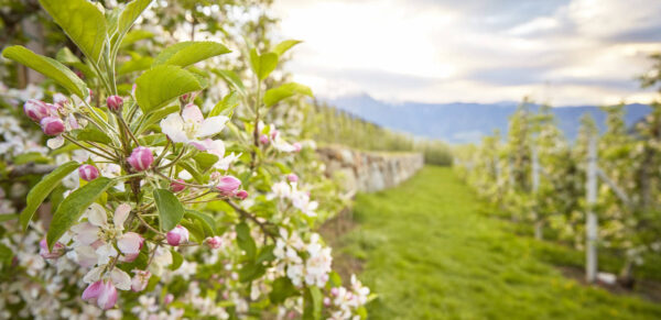 Apfelblüte in Südtirol - IDM Südtirol / Stefan Schütz