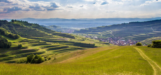 Kaiserstuhl - Naturgarten Kaisterstuhl - ©NGK