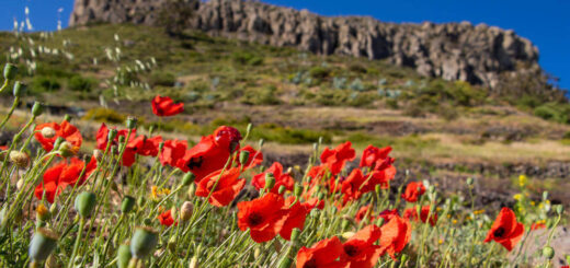 Blick auf die Fortaleza - Lex Thoonen / Turismo Canarias - © Lex Thoonen / Turismo Canarias