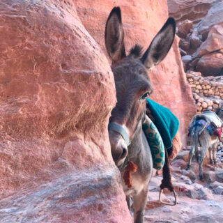 Esel in Petra - Surinder Ziefuß