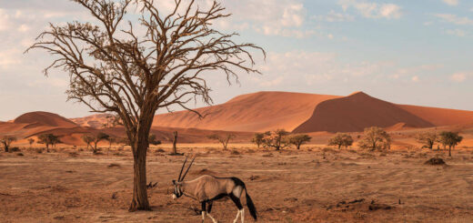 Imposante Oryxantilope in der Namib-Wüste - Hans-Joachim Werz