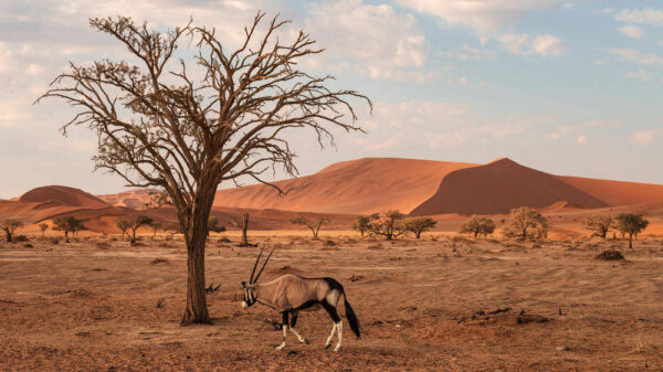 Imposante Oryxantilope in der Namib-Wüste - Hans-Joachim Werz