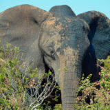 Elefant im Addo-Elephant-NP - Raphaela Fritsch