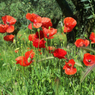 Mohnblumen in der Provence - Cornelia Kolbe