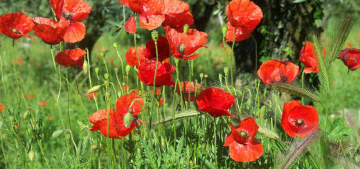 Mohnblumen in der Provence - Cornelia Kolbe