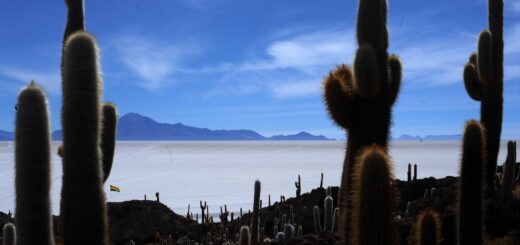 Kakteen auf Incahuasi im Salar de Uyuni 2021 | Erlebnisrundreisen.de