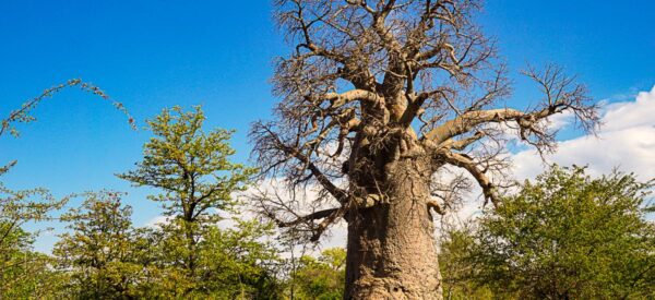 Alter Baobab