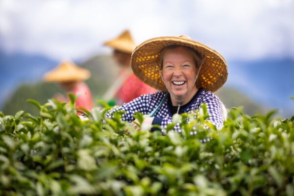 Tee pflücken auf Taiwan