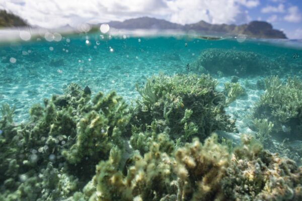 Korallen vor Französisch-Polynesien