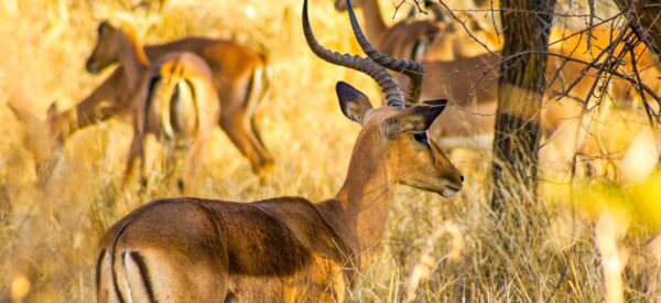 Impalas im hohen Savannengras