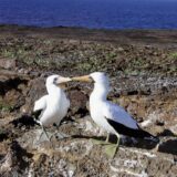 Einzigartige Tierwelt der Galápagos-Inseln