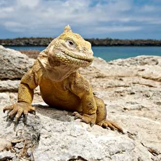 Ecuador – Galapagos Rundreisen 2025