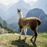 Peru deutschsprachig gefuehrte Studienreisen 2025  | Tinta Tours Erlebnisreisen