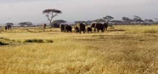 Kenia und Tansania deutschsprachig gefuehrte Studienreisen 2025  | Tinta Tours Erlebnisreisen