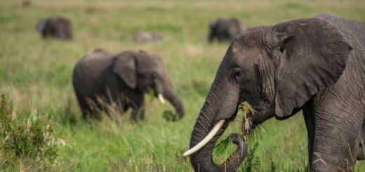Uganda Gruppenreise | Tinta Tours Erlebnisreisen