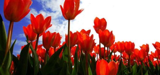 Tulpenfeld - NN - ©NBTC