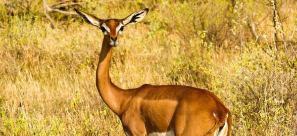 Giraffengazelle