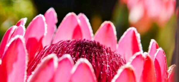 Protea