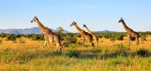 Rundreise Kenia und Tansania 2024 / 2025 | Erlebnisrundreisen.de