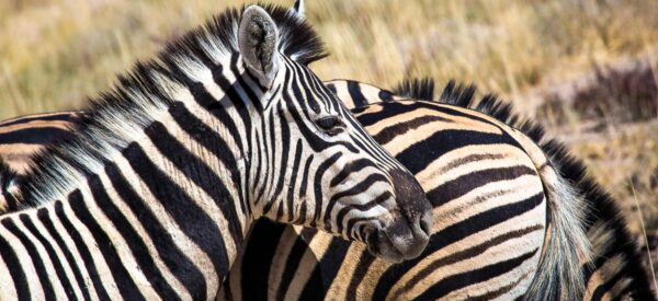 Namibia Genießer-Reise mit höchstens 12 Gästen 2024 / 2025 | Erlebnisrundreisen.de