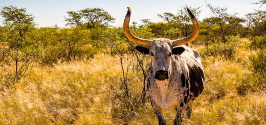 Rundreise Namibia 2024 / 2025 | Erlebnisrundreisen.de
