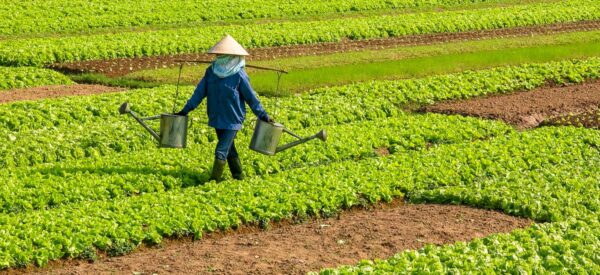 Bewässerung auf Vietnamesisch