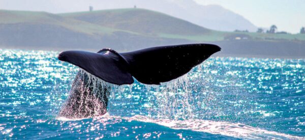Walfluke