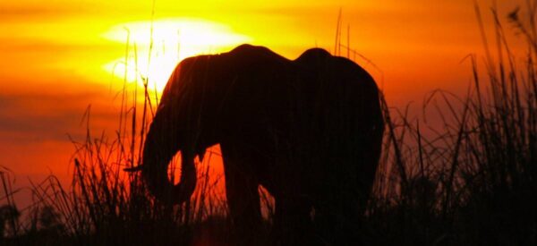 Rundreise in Kleingruppe Afrika Namibia, Botswana, Simbabwe & Südafrika 2024 / 2025 | Erlebnisrundreisen.de