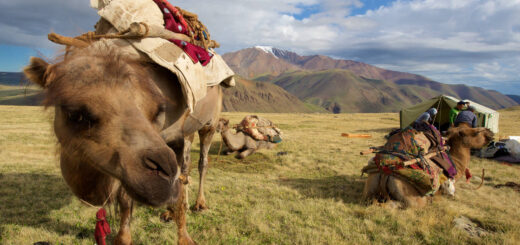 Camp im Turgen-Gebirge - Darek Wylezol | Mongolei Abenteuerurlaub | Erlebnisrundreisen.de