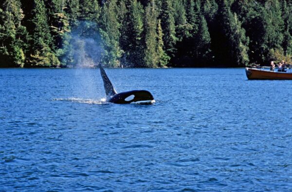 Walbeobachtung auf Vancouver Island