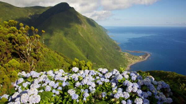 Hortension verschönern den Ausblick über die Küste von Sao Jorge