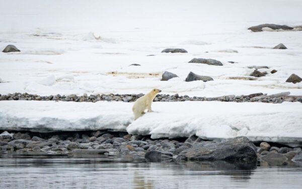 Eisbär an der Küste