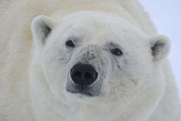 Eisbärenportrait