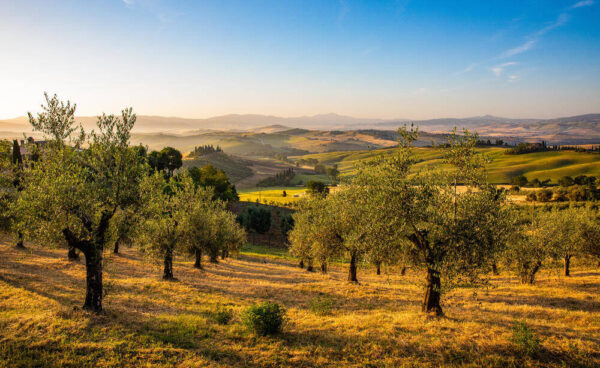 Olivenhaine - Thomas - ©Thomas/Adobe.com