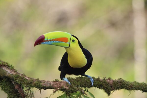 Tukan in Costa Rica