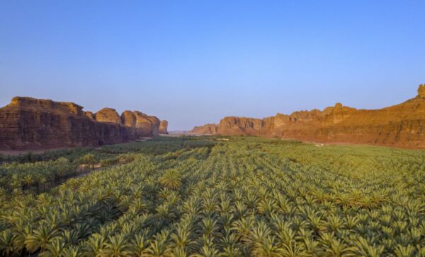 Plantage in Saudi-Arabien, Oase