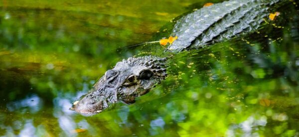 Kaiman im Wasser