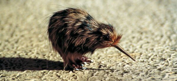 Ein Kiwi-Vogel