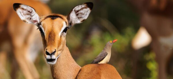 Impala