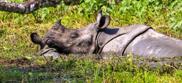 Nashorn im Chitwan-Nationalpark