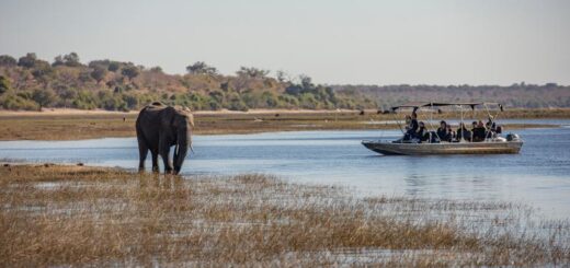 Botswana Gruppenreise | Tinta Tours Erlebnisreisen