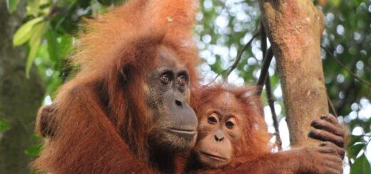 Indonesien Gruppenreise | Tinta Tours Erlebnisreisen