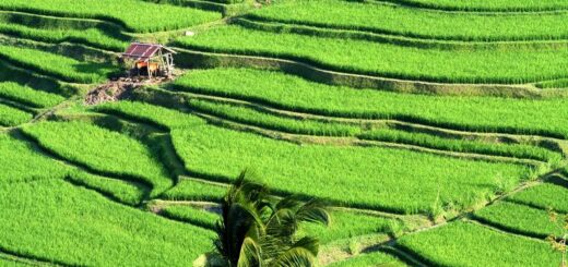 Indonesien Gruppenreise | Tinta Tours Erlebnisreisen
