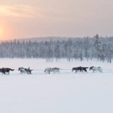 Huskyschlitten-Tour - Anna Öhlund - Anna Öhlund / imagebank.sweden.se