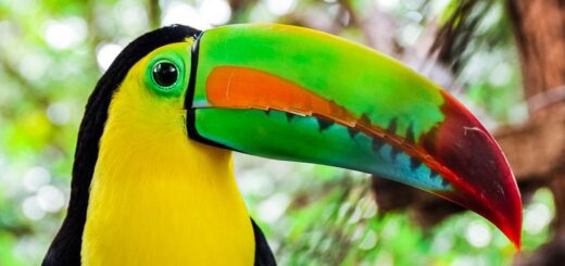 Rundreise Costa Rica 2025 / 2026 | Erlebnisrundreisen.de